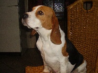 Étalon Beagle - Bianca (Sans Affixe)