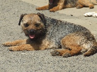 Étalon Border Terrier - Alphajet Du rocher rouge