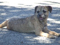 Étalon Border Terrier - Espoir du Bois des Ifs