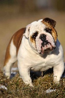Étalon Bulldog Anglais - london calling Bad taste