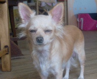 Étalon Chihuahua - émeline du royaume de Casabelle