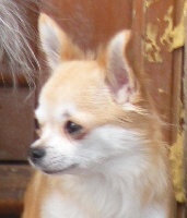 Étalon Chihuahua - Dolce arpilin Des muses du haut forez