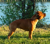 Étalon Staffordshire Bull Terrier - of Kaughan Enigma