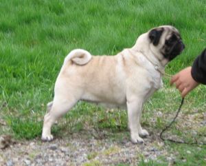 CH. tangetoppen's Qualitypug sookie