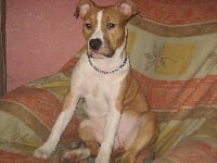 Étalon American Staffordshire Terrier - Feline red bull de madinina forever