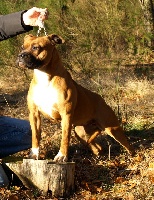 Étalon American Staffordshire Terrier - Féowyn red yankee of kylian's creek