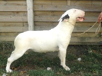 Étalon Bull Terrier - opalplast Pianissima