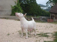Étalon Bull Terrier - Bulma De la crique du Flojule
