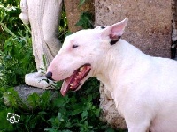 Étalon Bull Terrier - Cassis (Sans Affixe)
