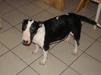 Étalon Bull Terrier - Bandie (Sans Affixe)