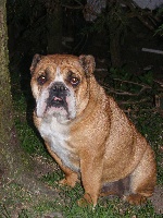 Étalon Bulldog Anglais - Dora du Clos des Truffes Noires