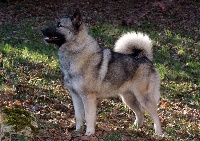 Étalon Chien d'elan norvegien gris - Edna de la Bestio del Gevaudan