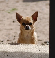 Étalon Chihuahua - Donata Des pyramides de cholula