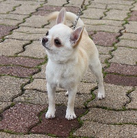 Étalon Chihuahua - CH. taradona Phoebe