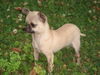 Étalon Chihuahua - Brady du chateau Fraye