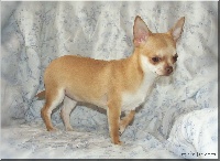 Étalon Chihuahua - Fricadelle De misandre