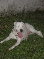 Étalon Dogo Argentino - El ojo del huracàn blanco