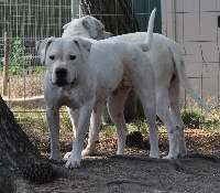 Étalon Dogo Argentino - Dioma De los felinos blancos