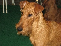 Étalon Irish Terrier - CH. O'Nut Glen Calamity jane