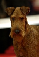 Étalon Irish Terrier - O'Nut Glen Elegant man