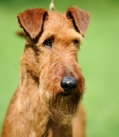 Étalon Irish Terrier - CH. O'Nut Glen Absolutely the best