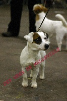Étalon Jack Russell Terrier - Diamenteka des Gres de Malleville