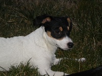 Étalon Jack Russell Terrier - Emy du domaine de Chassefaim