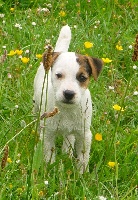 Étalon Jack Russell Terrier - Foster mon coeur (Sans Affixe)