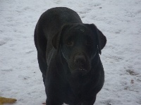 Étalon Labrador Retriever - Carie dite candice du taillis madame