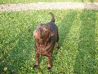 Étalon Labrador Retriever - Cooper du Val de Vergy