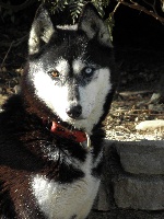 Étalon Siberian Husky - Banquise (Sans Affixe)