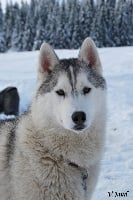 Étalon Siberian Husky - Sheytan's beauty E'zion