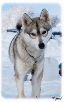 Étalon Siberian Husky - De la toundra des loups Doskane