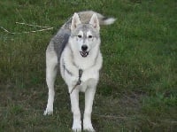 Étalon Siberian Husky - Des loups de la toundra F'yukon