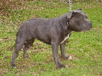 Étalon Staffordshire Bull Terrier - holtstaff Princess blue