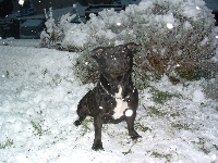 Étalon Staffordshire Bull Terrier - De la queue du grill Dark-angel