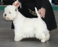 Étalon West Highland White Terrier - Reach for gold superbia