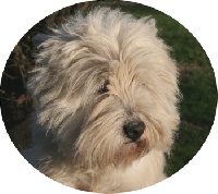 Étalon West Highland White Terrier - Comète du Little Soannan