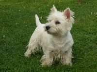 Étalon West Highland White Terrier - Beaven balaya de l etoile du buchet