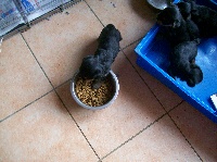 Étalon Yorkshire Terrier - Fannette La roque de bruis