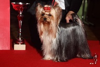 Étalon Yorkshire Terrier - CH. Everlasting love Du domaine du president