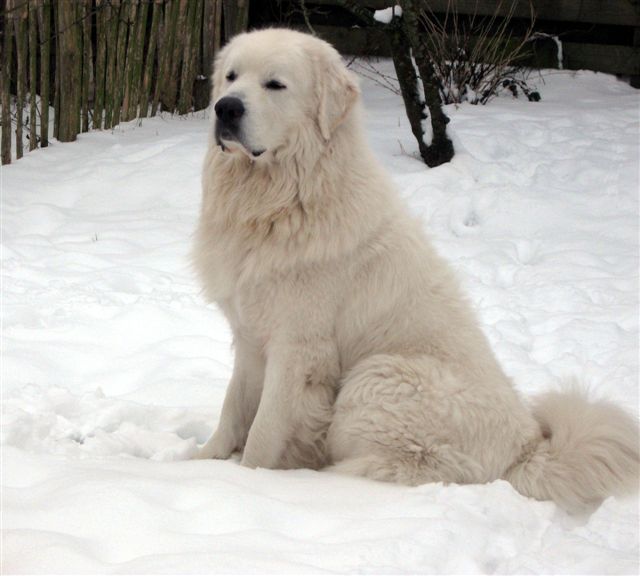 Standard Officiel De Chien Fci Scc De La Race Canine