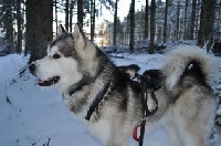 Étalon Alaskan Malamute - [rec] english man in new-york of selawik river