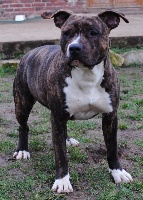 Étalon American Staffordshire Terrier - Esquisse lady the Good Dogs Passion