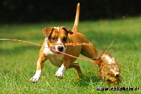 Étalon American Staffordshire Terrier - A star is born des anges de la cité phoceenne