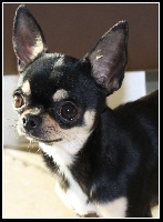 Étalon Chihuahua - Ernestine du Domaine San Sébastian