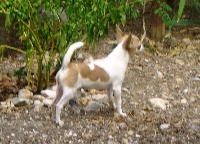 Étalon Chihuahua - Ecco of Alixora Blue