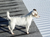 Étalon Jack Russell Terrier - Edition spèciale de la Pièce aux Rois