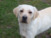 Étalon Labrador Retriever - Era d'Edennefamily