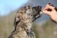Étalon Levrier Irlandais - Fillin de la pierre oiseau